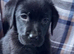 Adorable Black Labrador puppies ready soon.