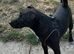 Stunning black Patterdale male