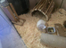 male guinea pigs for sale