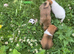 Border terrier x jack Russell