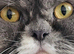 Missing Cat