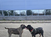 Presa Canario