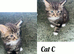 Kittens 7 weeks old mums half maincoon