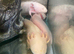 AXOLOTLS MIXED