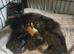 1 Female kitten tortoise shell tabby Maincoon