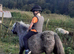 Miniature Spotted mare, reg the BSPSoc.