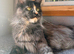 Retired Maine coon queen looking for new home