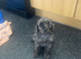One beautiful little Cavapoo girl remaining