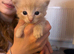 Beautiful 3/4 ragdoll kittens for 5* homes