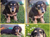 KC Registered Miniature Longhaired Dachshund Puppies