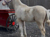 Cremello welsh section d colt (future stallion)
