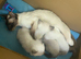 Beautiful Siamese Kittens