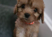Beautiful cavapoo babies