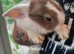 Twin rabbits for sale 1 boy 1 girl