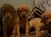 Fox red pups