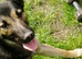 Belgium sheperd girl 18 months old