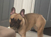 French blue fawn bulldog