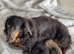 Gorgeous dachshund puppies