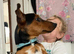 Dachshunds x jack russle