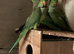 Three male Ringneck