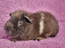 BEAUTIFUL BABY GUINEA PIGS