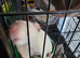 2 friendly rats