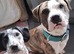 American bully cross dalmation