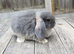 Mini Lop bunnies Pure Breed