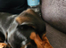 Dog for sale