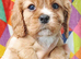 Adorable health tested Cavalier Pups