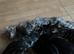 Hypoallergenic Siberian cat