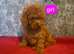 Miniature Poodle puppies