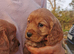 Cocker spaniel pups