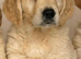Golden Retriever Puppies 10 WEEKS OLD
