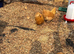 Buff Orpington Hens - Last Years Chicks