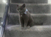 British short hair kittens (Ready now)