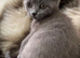 Princess Leia beautiful bsh mix