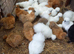 Silkie pullets 16to18 weeks