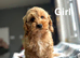 Adorable litter of cockapoo girls
