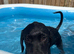 * 1 left * kc registered Labrador puppies