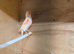 Red mosaic canaries