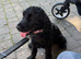 Female Show Cocker Spaniel