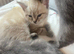 2 beautiful kittens left