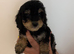 Cockapoo puppies