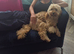 10 months cavapoo