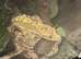 Crested Gecko & Bio Active Terrarium