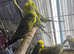 Budgies Glasgow