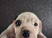 American bull x presa pups