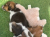 Jack Russell puppies
