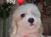 Cavapoochon